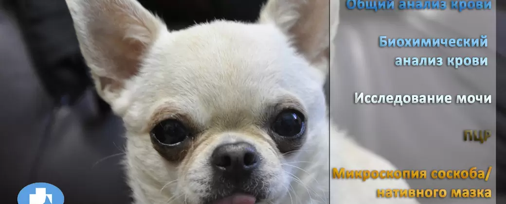 Лабораторная диагностика